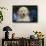 Golden Retriever-Lynn M^ Stone-Framed Photographic Print displayed on a wall