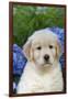 Golden Retriever-Lynn M^ Stone-Framed Photographic Print