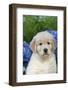 Golden Retriever-Lynn M^ Stone-Framed Photographic Print