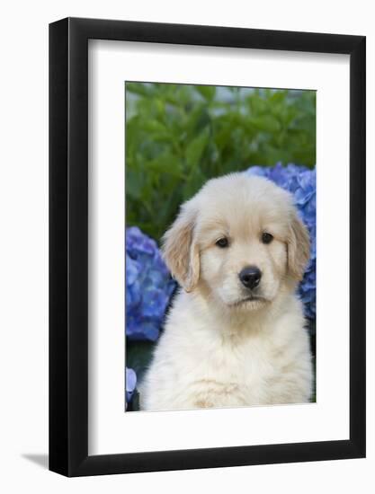 Golden Retriever-Lynn M^ Stone-Framed Photographic Print