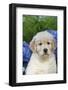 Golden Retriever-Lynn M^ Stone-Framed Photographic Print