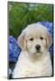 Golden Retriever-Lynn M^ Stone-Mounted Photographic Print