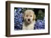 Golden Retriever-Lynn M^ Stone-Framed Photographic Print