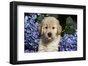 Golden Retriever-Lynn M^ Stone-Framed Photographic Print