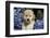 Golden Retriever-Lynn M^ Stone-Framed Photographic Print