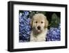 Golden Retriever-Lynn M^ Stone-Framed Photographic Print