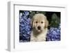 Golden Retriever-Lynn M^ Stone-Framed Photographic Print