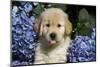 Golden Retriever-Lynn M^ Stone-Mounted Photographic Print