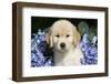 Golden Retriever-Lynn M^ Stone-Framed Photographic Print