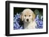 Golden Retriever-Lynn M^ Stone-Framed Photographic Print