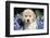 Golden Retriever-Lynn M^ Stone-Framed Photographic Print