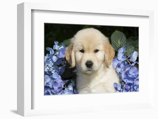 Golden Retriever-Lynn M^ Stone-Framed Photographic Print