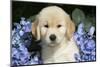 Golden Retriever-Lynn M^ Stone-Mounted Photographic Print