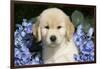 Golden Retriever-Lynn M^ Stone-Framed Photographic Print