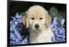 Golden Retriever-Lynn M^ Stone-Framed Photographic Print