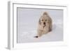 Golden Retriever-Lynn M^ Stone-Framed Photographic Print