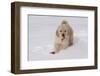 Golden Retriever-Lynn M^ Stone-Framed Photographic Print