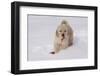 Golden Retriever-Lynn M^ Stone-Framed Photographic Print