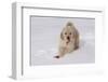 Golden Retriever-Lynn M^ Stone-Framed Photographic Print