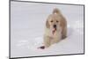 Golden Retriever-Lynn M^ Stone-Mounted Photographic Print