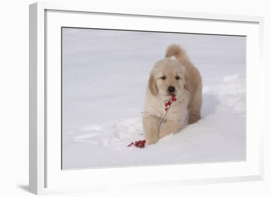 Golden Retriever-Lynn M^ Stone-Framed Photographic Print