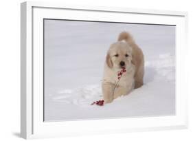 Golden Retriever-Lynn M^ Stone-Framed Photographic Print