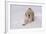 Golden Retriever-Lynn M^ Stone-Framed Photographic Print