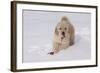 Golden Retriever-Lynn M^ Stone-Framed Photographic Print