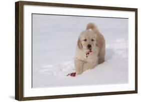 Golden Retriever-Lynn M^ Stone-Framed Photographic Print