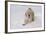 Golden Retriever-Lynn M^ Stone-Framed Photographic Print