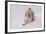 Golden Retriever-Lynn M^ Stone-Framed Photographic Print