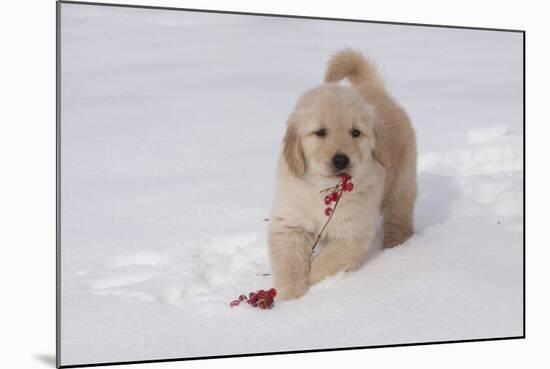 Golden Retriever-Lynn M^ Stone-Mounted Photographic Print