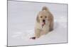 Golden Retriever-Lynn M^ Stone-Mounted Photographic Print