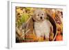 Golden Retriever-Lynn M^ Stone-Framed Photographic Print