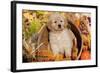 Golden Retriever-Lynn M^ Stone-Framed Photographic Print