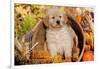 Golden Retriever-Lynn M^ Stone-Framed Photographic Print