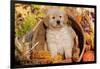 Golden Retriever-Lynn M^ Stone-Framed Photographic Print