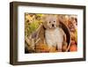 Golden Retriever-Lynn M^ Stone-Framed Photographic Print