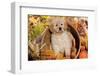 Golden Retriever-Lynn M^ Stone-Framed Photographic Print