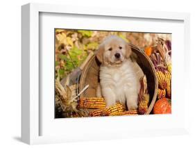 Golden Retriever-Lynn M^ Stone-Framed Photographic Print