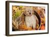 Golden Retriever-Lynn M^ Stone-Framed Photographic Print