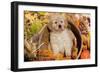 Golden Retriever-Lynn M^ Stone-Framed Photographic Print