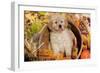 Golden Retriever-Lynn M^ Stone-Framed Photographic Print