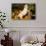 Golden Retriever-Lynn M^ Stone-Photographic Print displayed on a wall