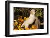 Golden Retriever-Lynn M^ Stone-Framed Photographic Print