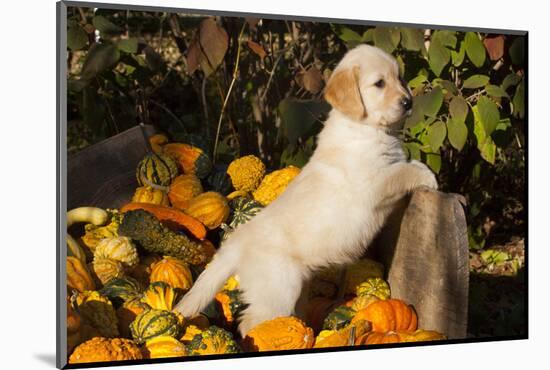 Golden Retriever-Lynn M^ Stone-Mounted Photographic Print