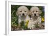 Golden Retriever-Lynn M^ Stone-Framed Photographic Print