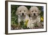 Golden Retriever-Lynn M^ Stone-Framed Photographic Print