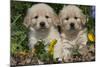 Golden Retriever-Lynn M^ Stone-Mounted Photographic Print