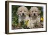 Golden Retriever-Lynn M^ Stone-Framed Photographic Print